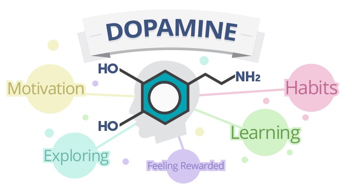 Dopamine, motivation, exploring, feeling rewarded, learning, habits